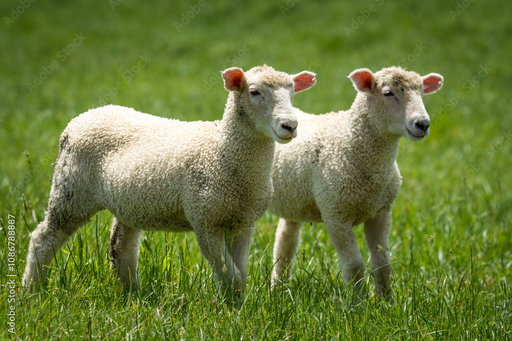 pair of lambs in lush green grassy field pair of lambs in lush green grassy field
