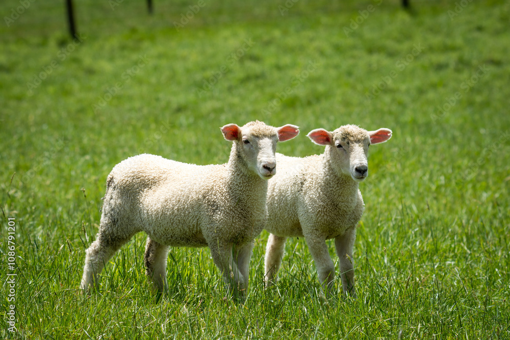 pair of lambs in lush green grassy field pair of lambs in lush green grassy field