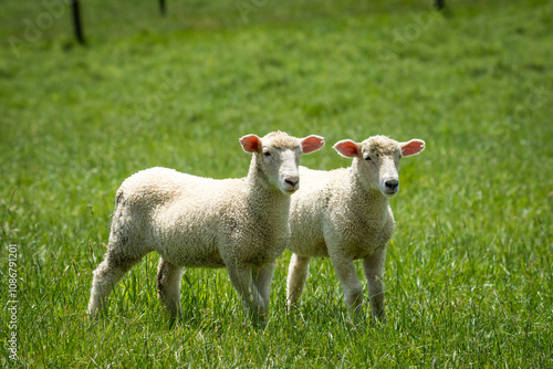 pair of lambs in lush green grassy field