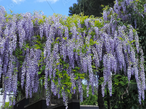 Beautiful Prolific tree with scented classic purple flowers in hanging racemes. Blooming violet Wisteria Sinensis. Blue Chinese wisteria is a species of flowering plant in the pea and Fabaceae family. photo