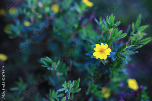 Plants and flowers macro. Detail of petals and leaves at sunset. Natural nature background. photo