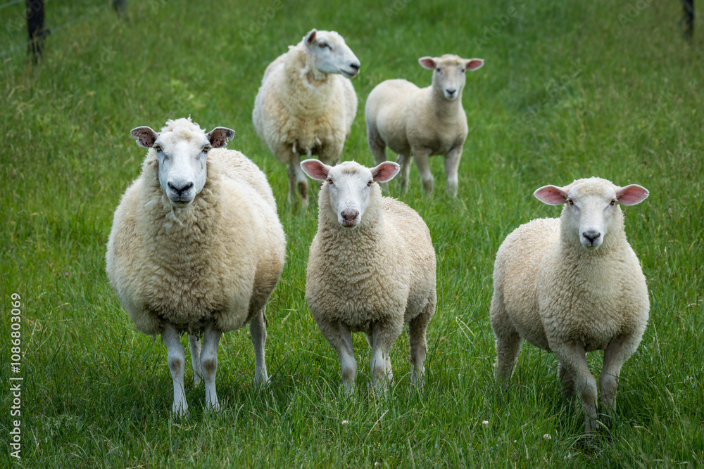 mother sheep and her lambs in lush green grassy field mother sheep and her lambs in lush green grassy field