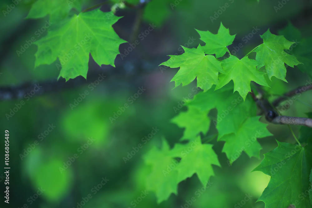 Spring nature background. Greenery of trees and grasses on a sunny spring morning. Forest landscape. Spring nature background. Greenery of trees and grasses on a sunny spring morning. Forest landscape.