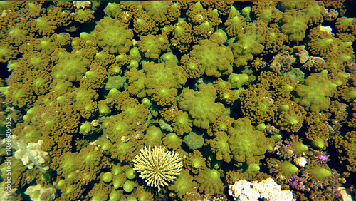 Algae and corals in clear water in the shallows of a warm sea. photo