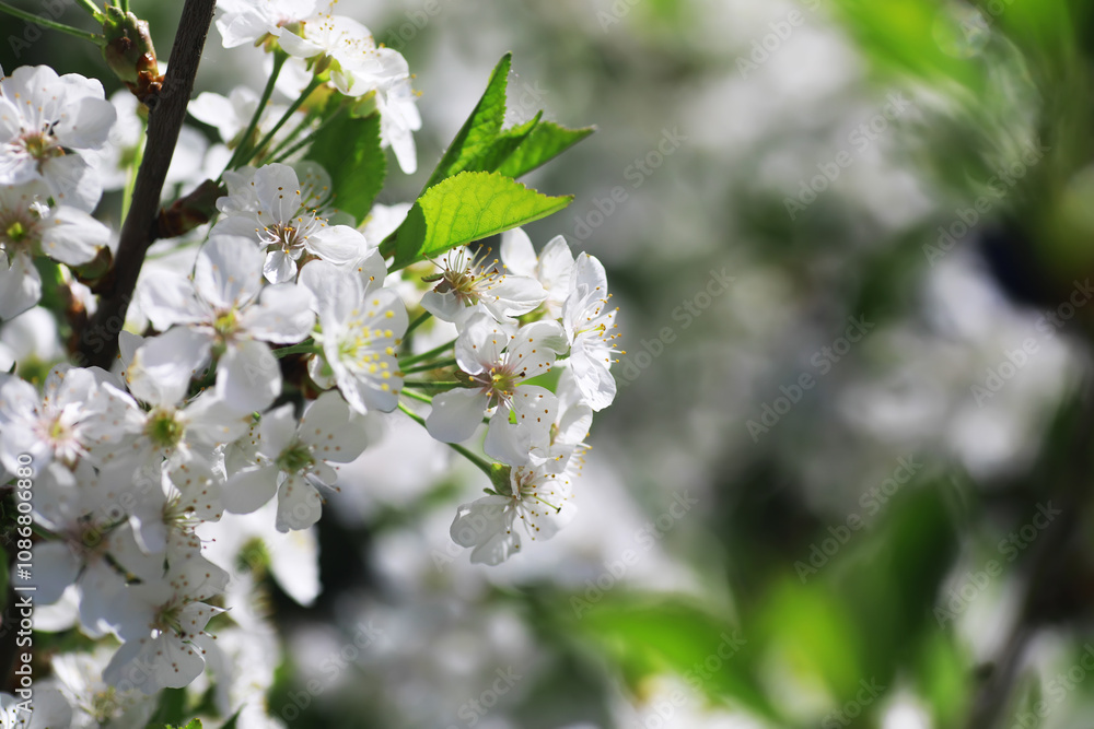 White flowers on a green bush. Spring cherry apple blossom. The white rose is blooming. White flowers on a green bush. Spring cherry apple blossom. The white rose is blooming.