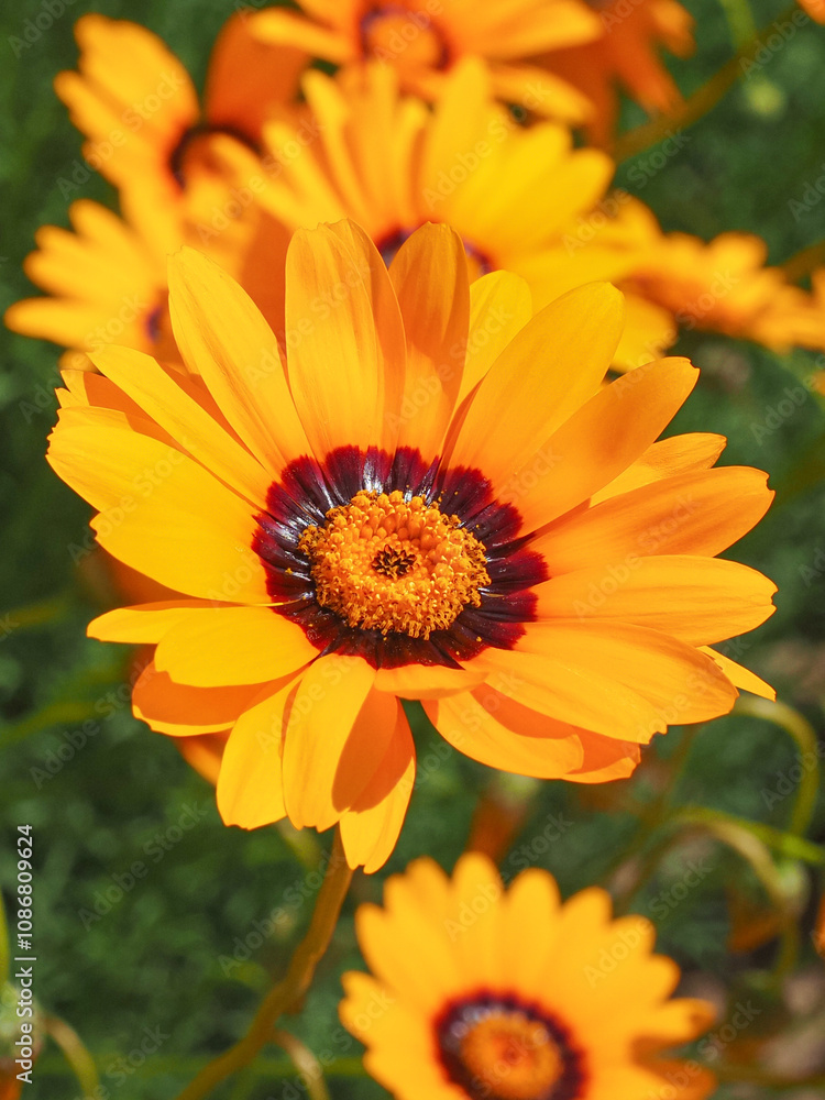 Orange Solar Fire flowers, close up. Ursinia Calenduliflora Anthemoides or Namaqua parachute daisy is an annual, herbaceous flowering plant of the family Asteraceae, chamomile tribe. Orange Solar Fire flowers, close up. Ursinia Calenduliflora Anthemoides or Namaqua parachute daisy is an annual, herbaceous flowering plant of the family Asteraceae, chamomile tribe.
