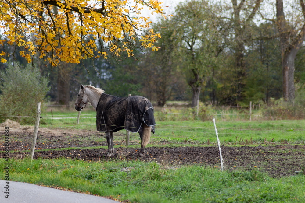 Horses grazing in the pasture.