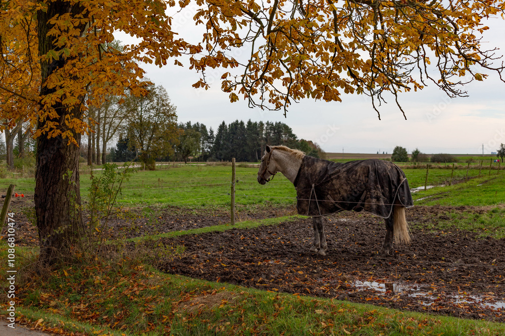 Horses grazing in the pasture.