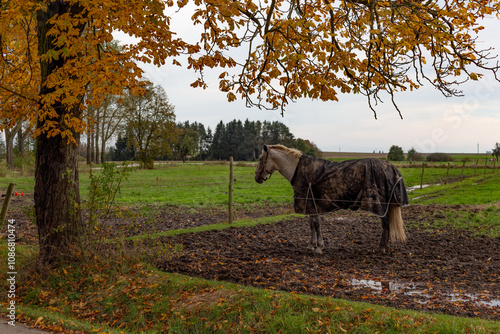 Obraz na płótnie Horses grazing in the pasture. w salonie