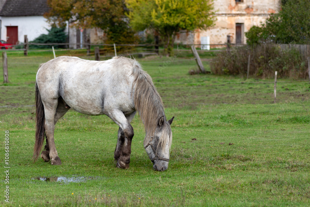 Horses grazing in the pasture.