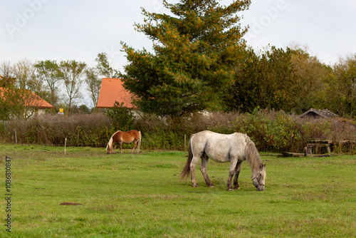 Obraz na płótnie Horses grazing in the pasture. w salonie