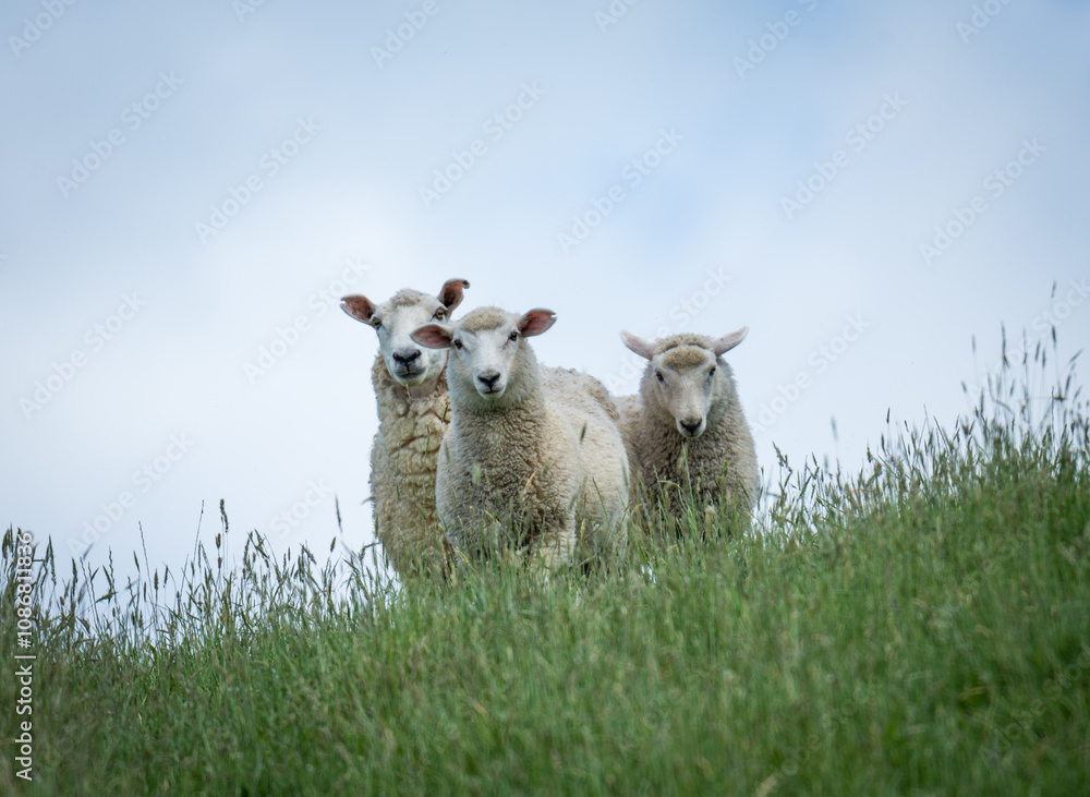 mother sheep and her lambs in lush green grassy field mother sheep and her lambs in lush green grassy field