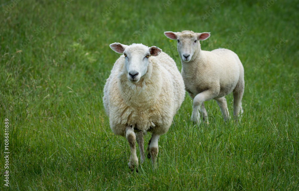 mother sheep and her lambs in lush green grassy field mother sheep and her lambs in lush green grassy field