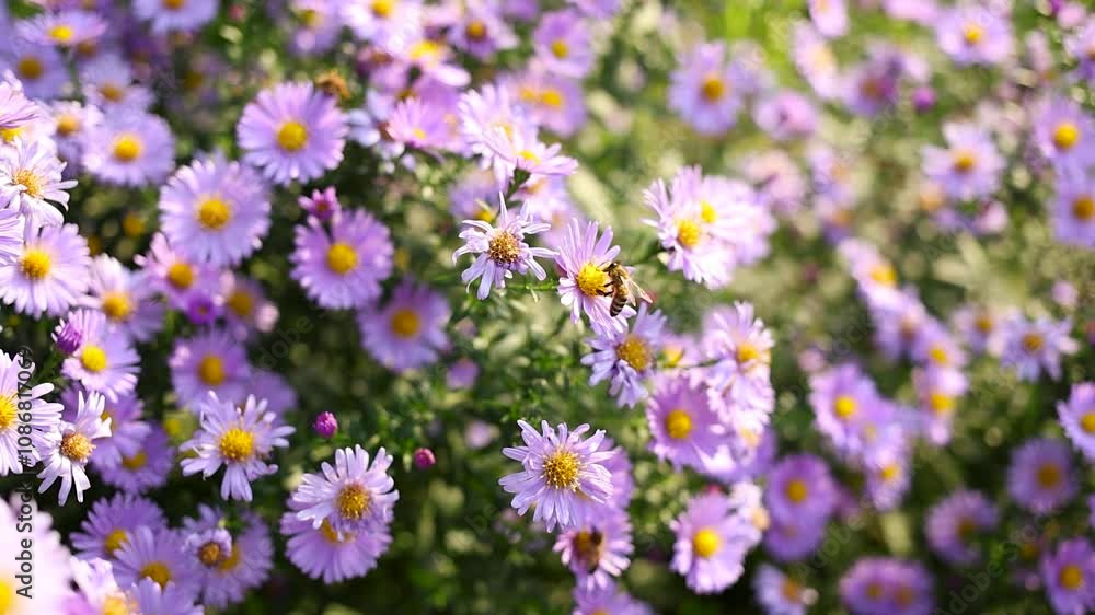 Bee collects pollen from purple flower. Bee collects pollen from purple flower.