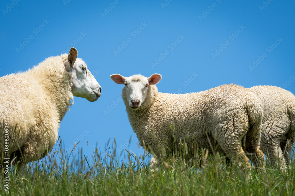 mother sheep and her lambs in lush green grassy field mother sheep and her lambs in lush green grassy field