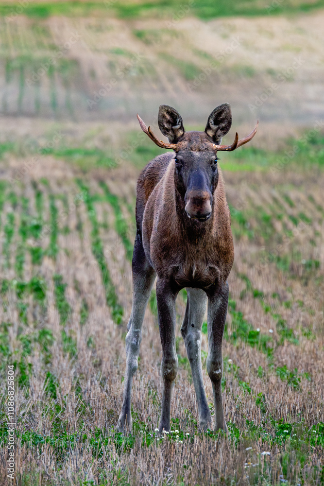 Naklejka premium moose in the field