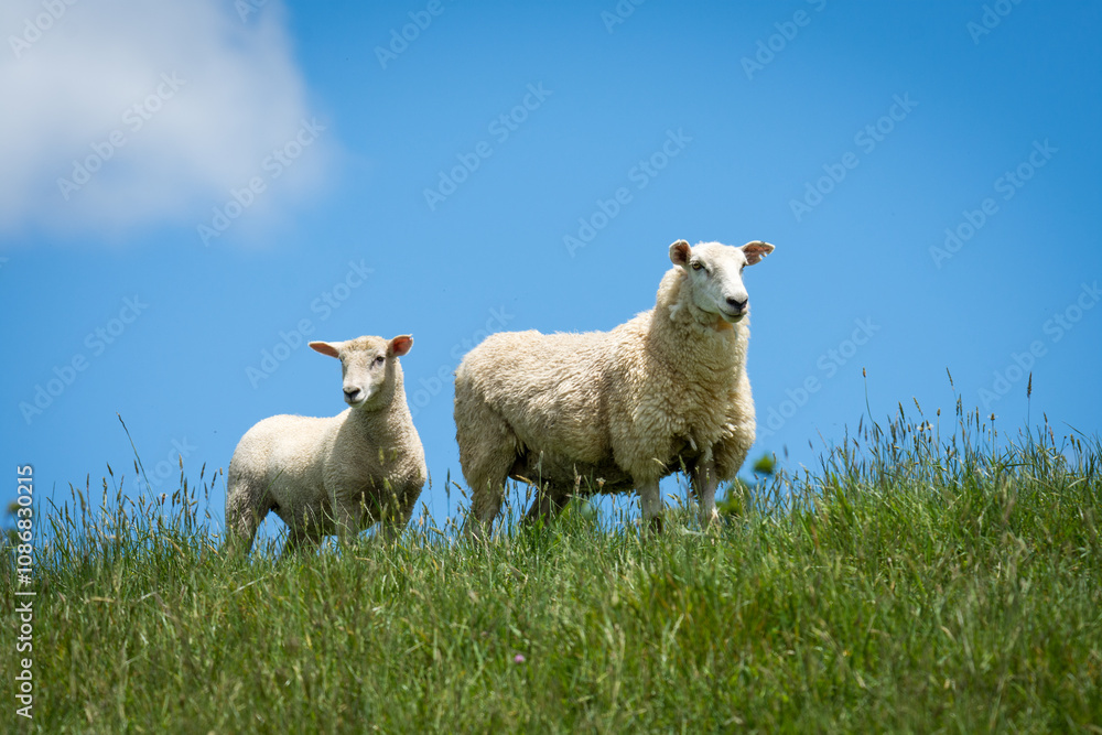 Obraz premium mother sheep and her lambs in lush green grassy field