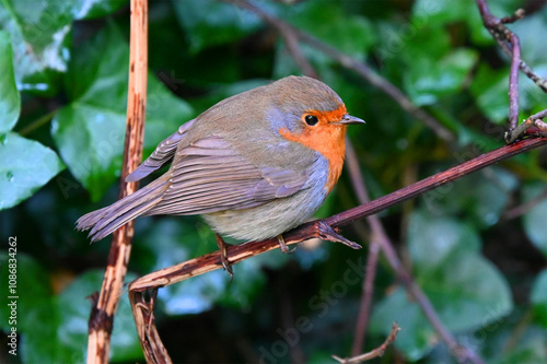 Robin