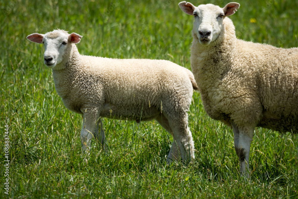 mother sheep and her lambs in lush green grassy field mother sheep and her lambs in lush green grassy field