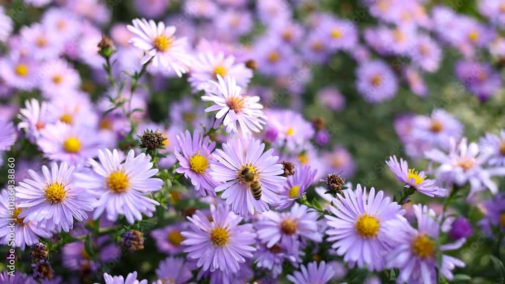 Bee collects pollen from purple flower. Bee collects pollen from purple flower.