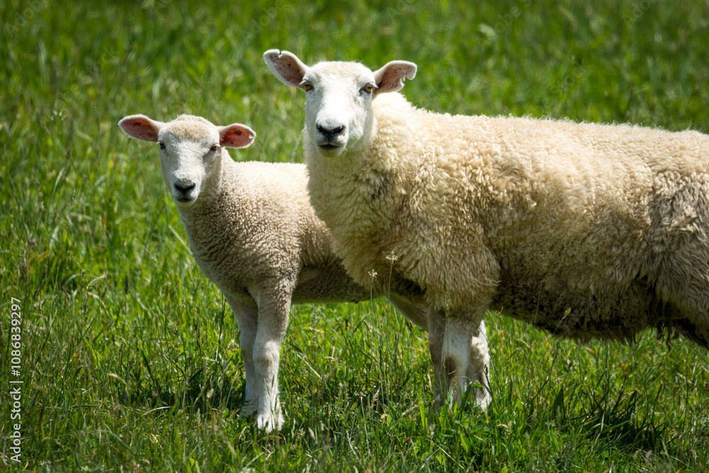 mother sheep and her lambs in lush green grassy field mother sheep and her lambs in lush green grassy field