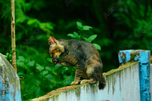 a domestic cat is on the wall photo