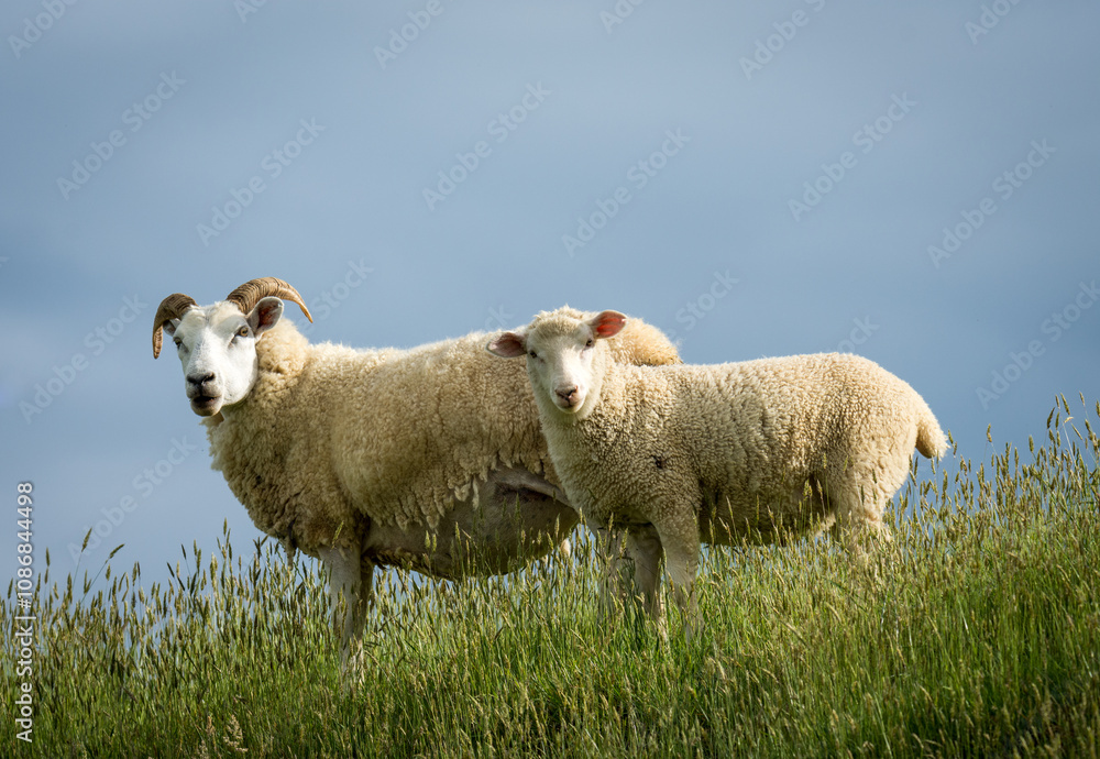 Obraz premium mother sheep and her lambs in lush green grassy field