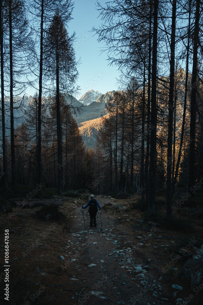 Hiker exploring a beautiful larches forest in the Northern Italy during an autumnal sunset Hiker exploring a beautiful larches forest in the Northern Italy during an autumnal sunset