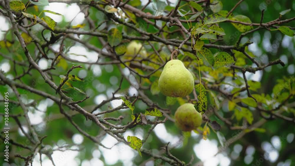 A close shot of organic wild fresh green ripen pears hanging on a branch of a tree in the Himalayan forest ready to harvest. A close shot of organic wild fresh green ripen pears hanging on a branch of a tree in the Himalayan forest ready to harvest.