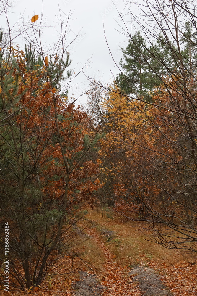 A romantic autumn walk along a magical road in the forest during a light rain. Picturesque yellow foliage on the trees. Beautiful and cozy. A romantic autumn walk along a magical road in the forest during a light rain. Picturesque yellow foliage on the trees. Beautiful and cozy.