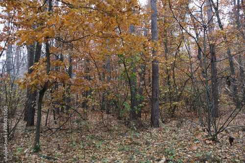 A romantic autumn walk along a magical road in the forest during a light rain. Picturesque yellow foliage on the trees. Beautiful and cozy.