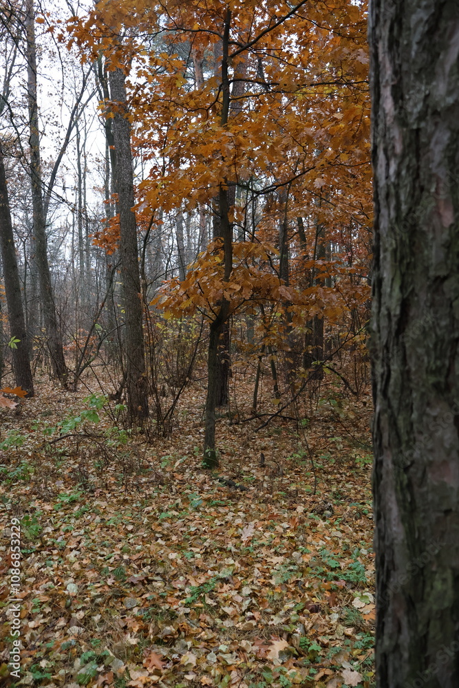 Fototapeta premium A romantic autumn walk along a magical road in the forest during a light rain. Picturesque yellow foliage on the trees. Beautiful and cozy.