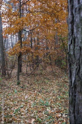 A romantic autumn walk along a magical road in the forest during a light rain. Picturesque yellow foliage on the trees. Beautiful and cozy.