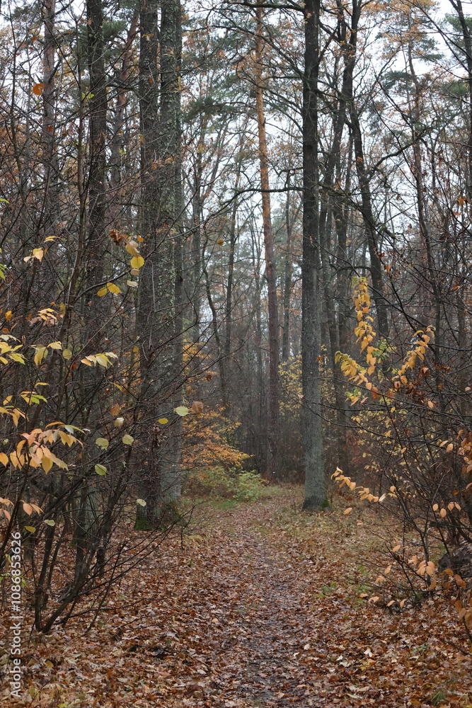 A romantic autumn walk along a magical road in the forest during a light rain. Picturesque yellow foliage on the trees. Beautiful and cozy. A romantic autumn walk along a magical road in the forest during a light rain. Picturesque yellow foliage on the trees. Beautiful and cozy.