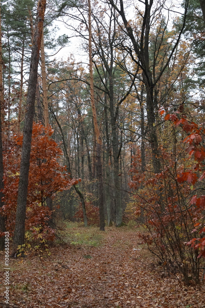 A romantic autumn walk along a magical road in the forest during a light rain. Picturesque yellow foliage on the trees. Beautiful and cozy. A romantic autumn walk along a magical road in the forest during a light rain. Picturesque yellow foliage on the trees. Beautiful and cozy.