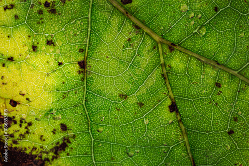 Close-up of a green leaf with brown spots, fine veins, intricate texture, and signs of natural decay. photo