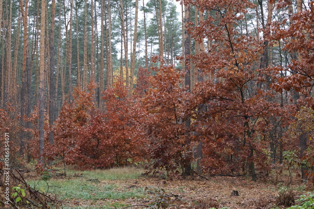 Obraz premium A romantic autumn walk along a magical road in the forest during a light rain. Picturesque yellow foliage on the trees. Beautiful and cozy.