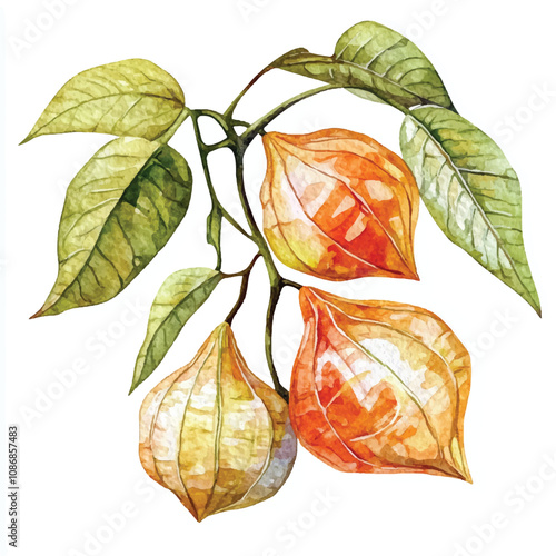 Physalis fruit watercolor clipart illustration