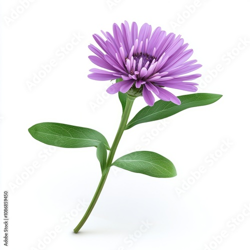 Aster flower isolated on white background