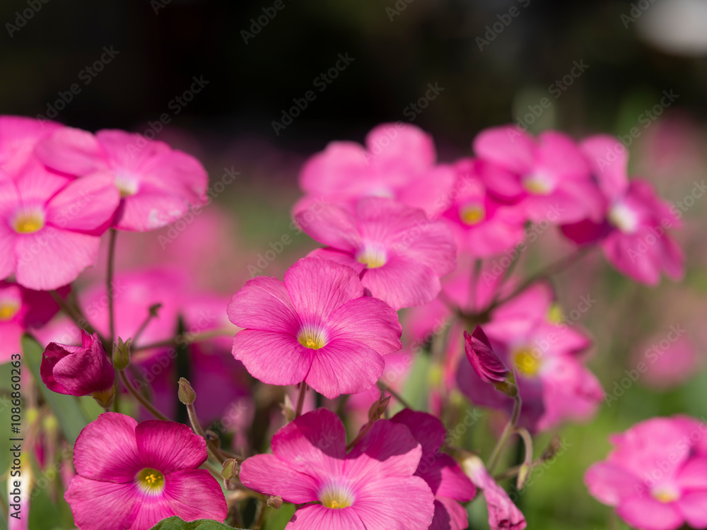 野原に咲いたハナカタバミの花