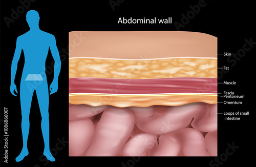 Abdominal wall Layers, muscles and fascia. Cross-section Anatomy  Abdominal wall. Medical Illustration photo