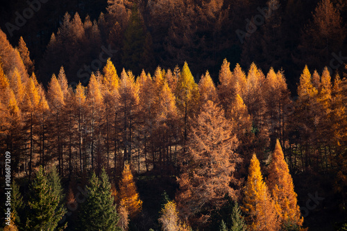 beautiful forest autumn colours photo