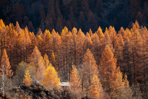 fall tree colours alpine forest photo