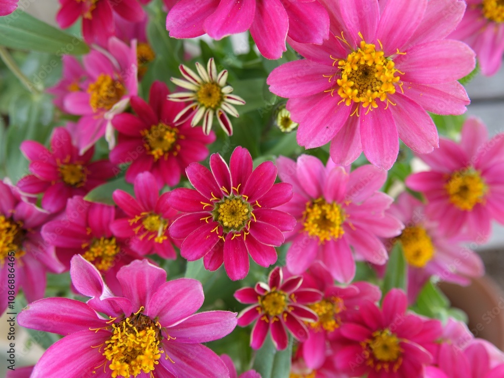 pink chrysanthemum flowers pink chrysanthemum flowers