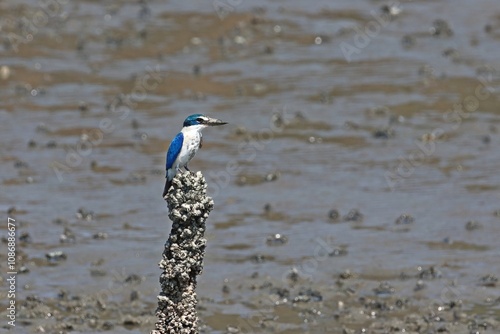 Billede på lærred Collared kingfisher (Todiramphus chloris) perching on acorn barnacle at mudflat