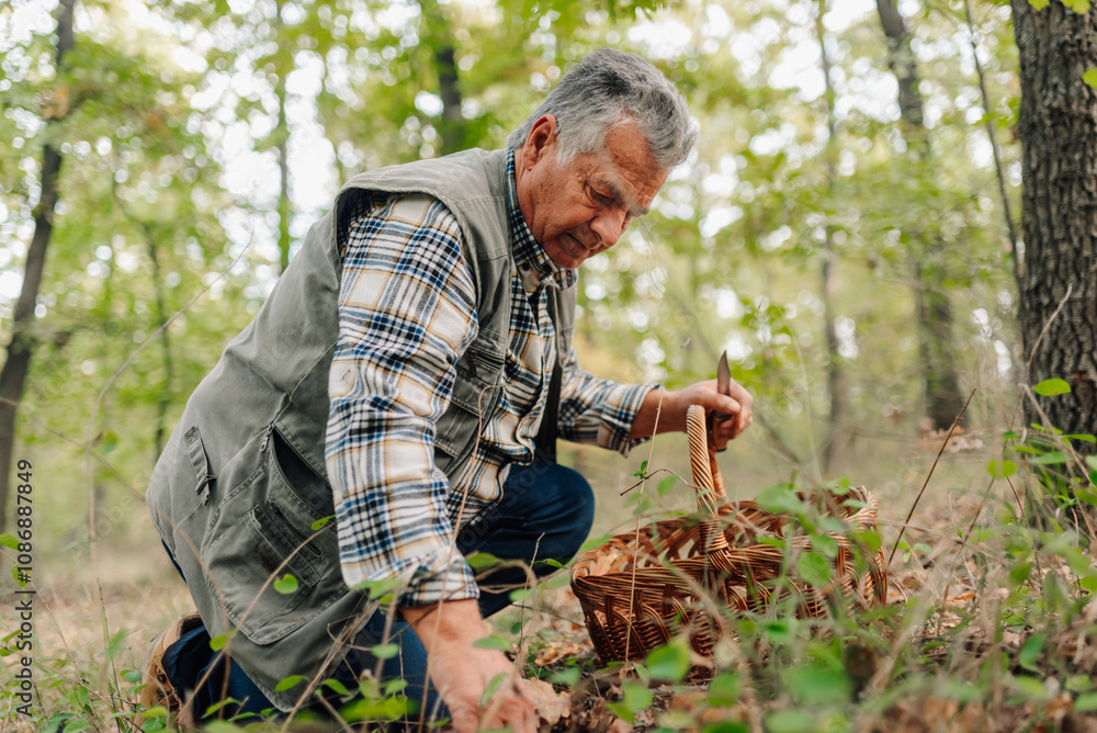 Fototapeta premium Senior man picking mushrooms in forest with wicker basket and knife