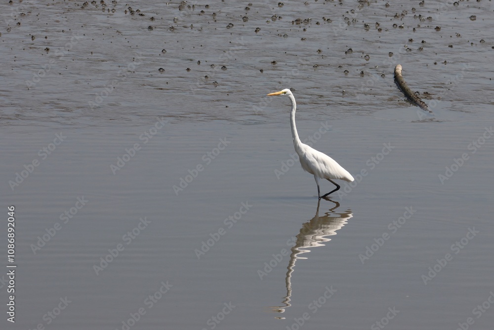 Great egret (Ardea alba) walking in mudflat shoreline Great egret (Ardea alba) walking in mudflat shoreline