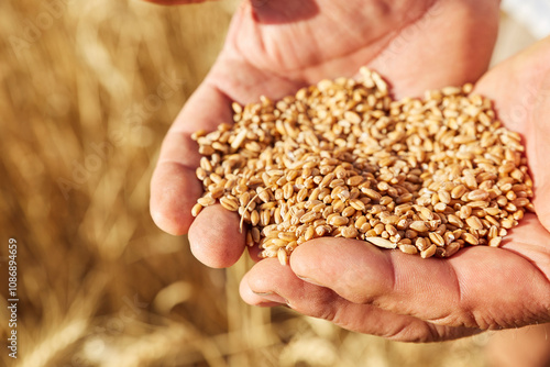 Close-up of farmer's hand full of wheat grains in field photo