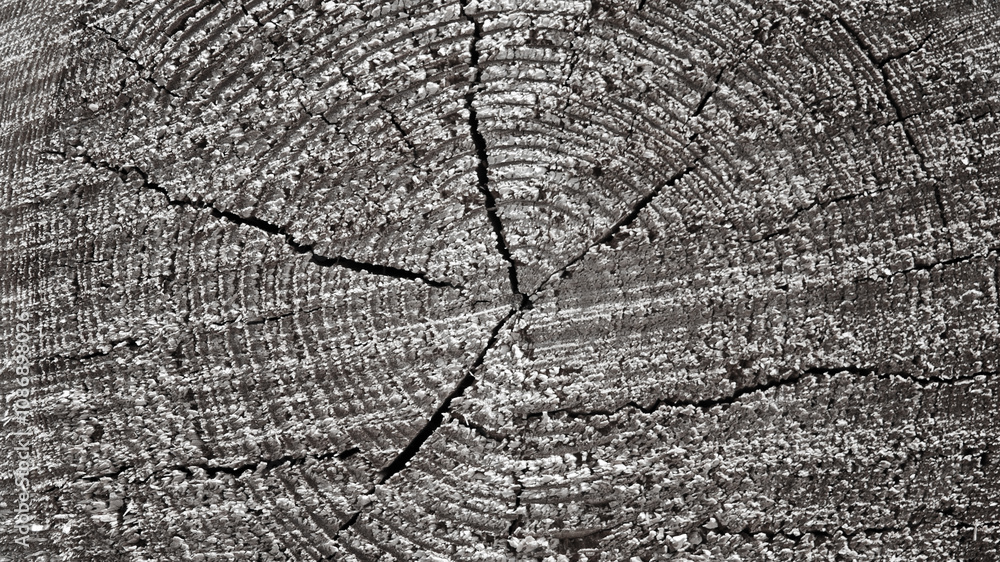 Fototapeta premium The photo shows a gray background in the form of a wooden log close-up