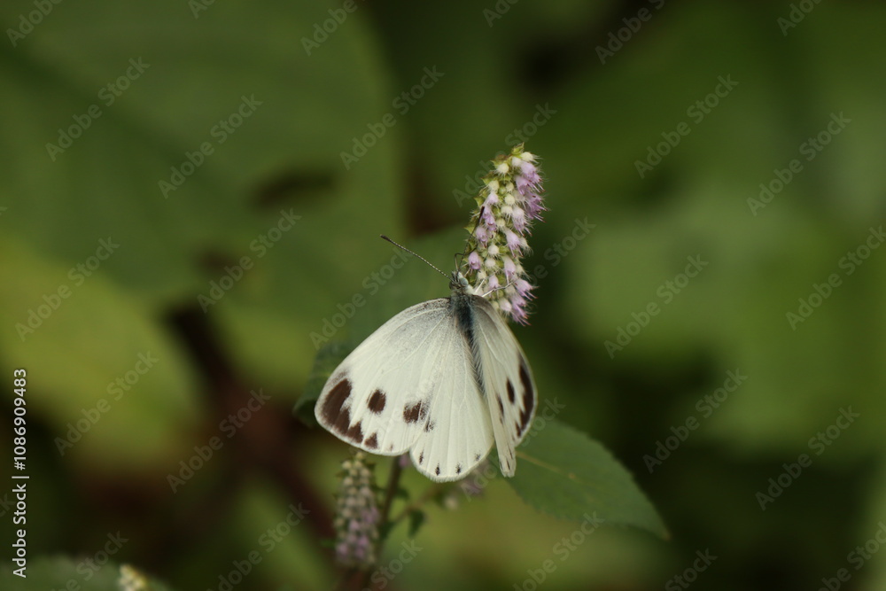 Obraz premium 꽃향유와 줄흰나비